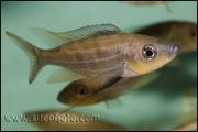 Benthochromis tricoti Kantalamba