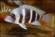 Cyphotilapia gibberosa Kantalamba