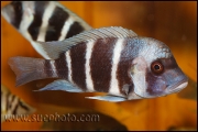 Cyphotilapia gibberosa Kantalamba