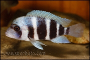 Cyphotilapia gibberosa Kantalamba