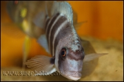 Cyphotilapia gibberosa Kantalamba