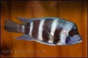 Cyphotilapia gibberosa Kantalamba