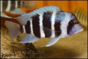 Cyphotilapia gibberosa Kantalamba