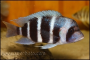 Cyphotilapia gibberosa Kantalamba