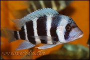 Cyphotilapia gibberosa Kantalamba