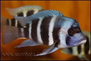 Cyphotilapia gibberosa Kantalamba