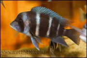 Cyphotilapia gibberosa Kantalamba