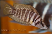 Altolamprologus calvus Yellow