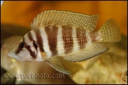 Altolamprologus calvus Yellow