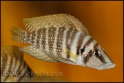 Altolamprologus calvus Yellow