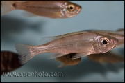 Haplotaxodon microlepis