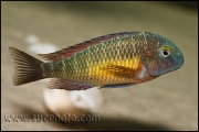 Tropheus sp. Kasanga