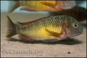 Tropheus sp. Kasanga