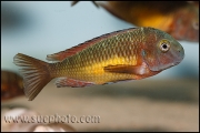 Tropheus sp. Kasanga