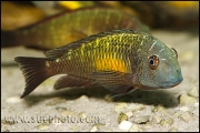 Tropheus sp. Kasanga