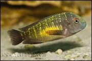 Tropheus sp. Kasanga