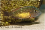 Tropheus sp. Kasanga