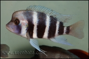 Cyphotilapia gibberosa Nangu