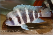 Cyphotilapia gibberosa Nangu