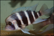 Cyphotilapia gibberosa Nangu