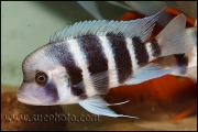 Cyphotilapia gibberosa Nangu