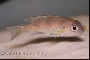 Limnochromis auritus