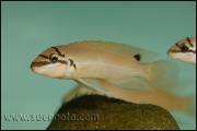 Chalinochromis brichardi Black Mask