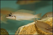 Chalinochromis brichardi Black Mask