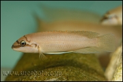 Chalinochromis brichardi Black Mask