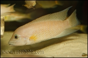 Neolamprologus modestus Cameron Bay