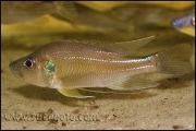 Greenwoodochromis bellcrossi