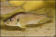 Greenwoodochromis bellcrossi