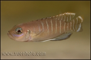 exLamprologus brevis Congo