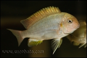 Pseudosimochromis curvifrons