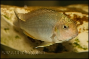 Pseudosimochromis curvifrons