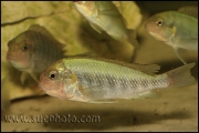 Pseudosimochromis curvifrons