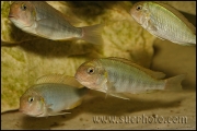 Pseudosimochromis curvifrons