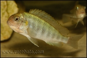 Pseudosimochromis curvifrons