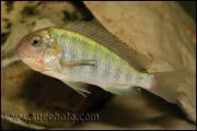 Pseudosimochromis curvifrons