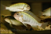 Pseudosimochromis curvifrons