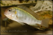 Pseudosimochromis curvifrons