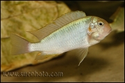 Pseudosimochromis curvifrons