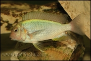 Pseudosimochromis curvifrons