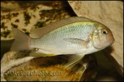 Pseudosimochromis curvifrons