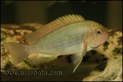 Pseudosimochromis curvifrons