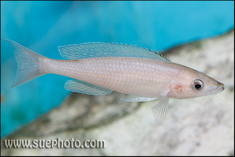 Paracyprichromis brieni Isanga