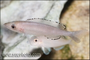Paracyprichromis brieni Isanga