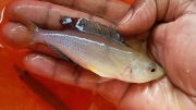 Cyprichromis sp. "Leptosoma Jumbo" Kantalamba