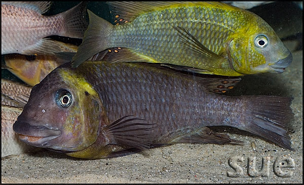 Petrochromis polyodon Kachese