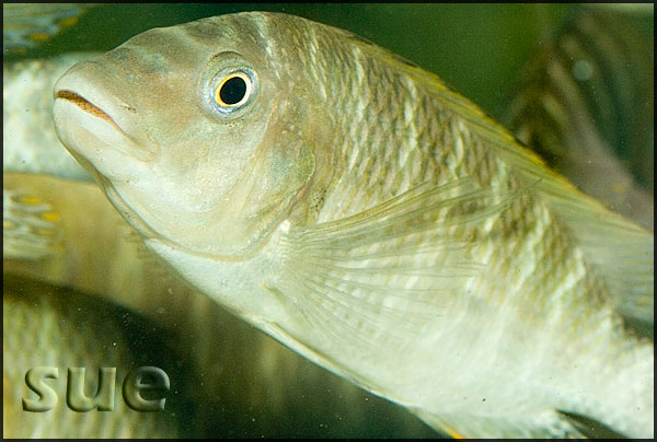 Petrochromis famula Katete